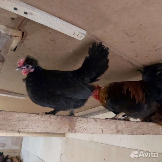 Куры бентамки