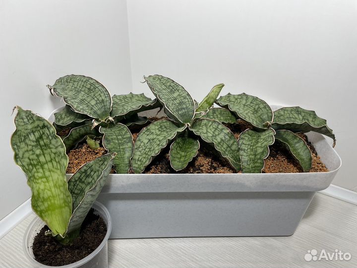 Сансевиерии сортовые