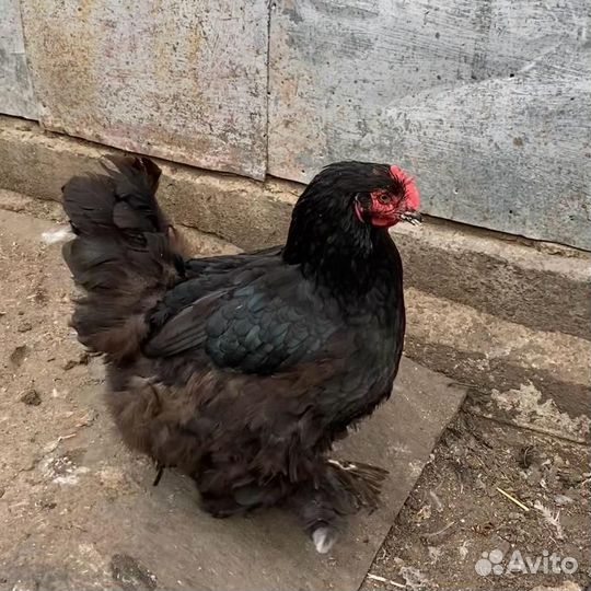Куры кохинхин