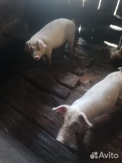 Поросята ландрас