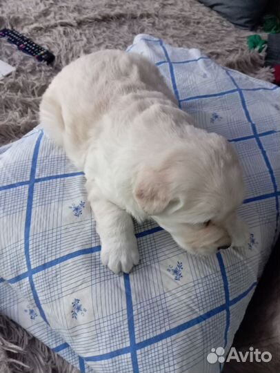 Щенки лабрадора палевые