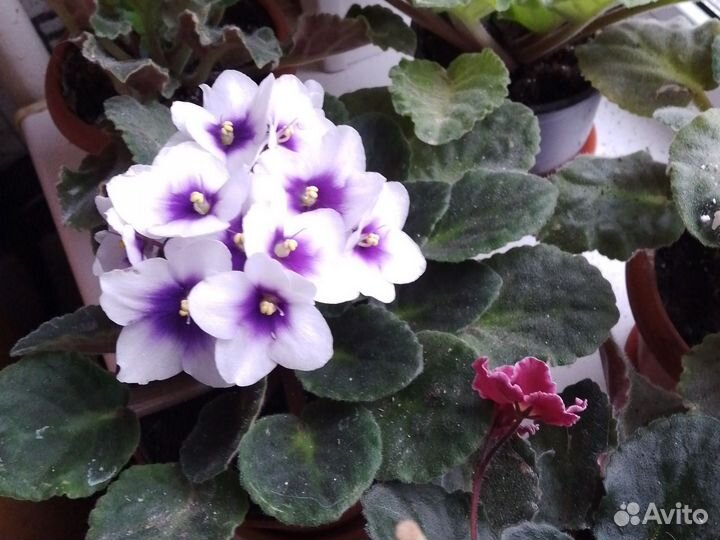 Фиалка,женское счастье спатифилиум