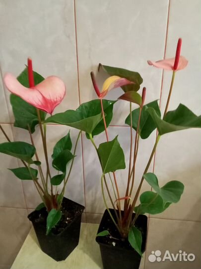 Спатифиллум