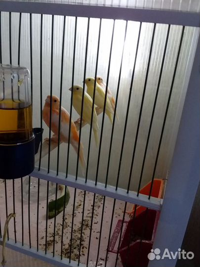 Продам канареек