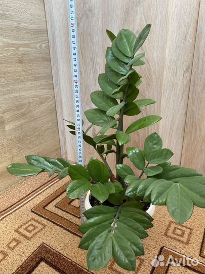 Долларовое дерево