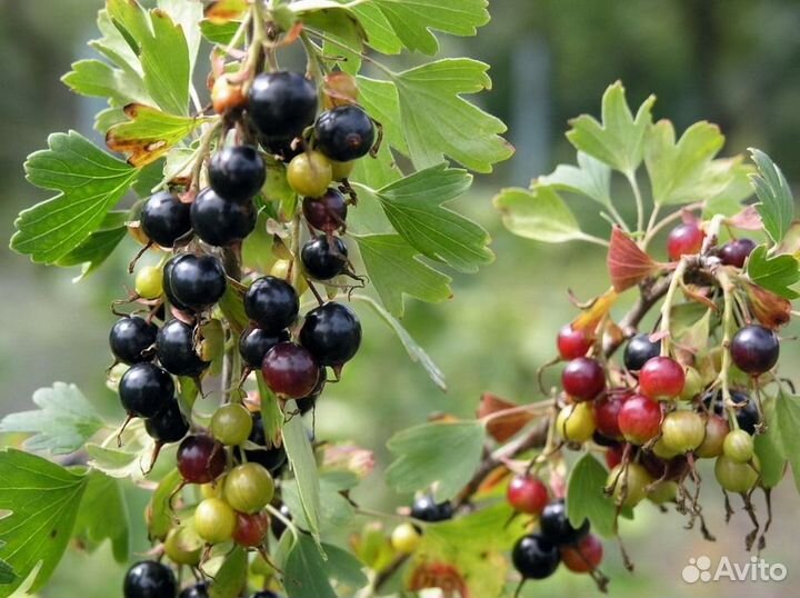 Саженцы крандальной смородины