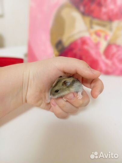 Джунгарский хомяк маленький