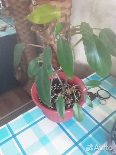 Фикус эластика тинеке,филодендрон краснеющий