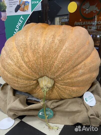 Семенной материал тыквы