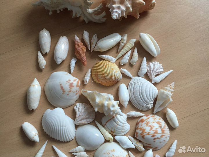Океанские ракушки Куба