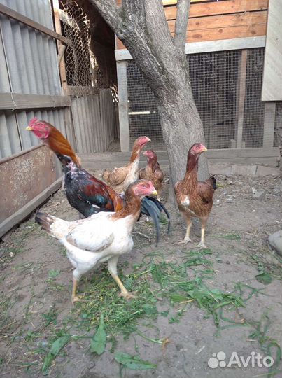 Инкуб яйцо 50 цыплята