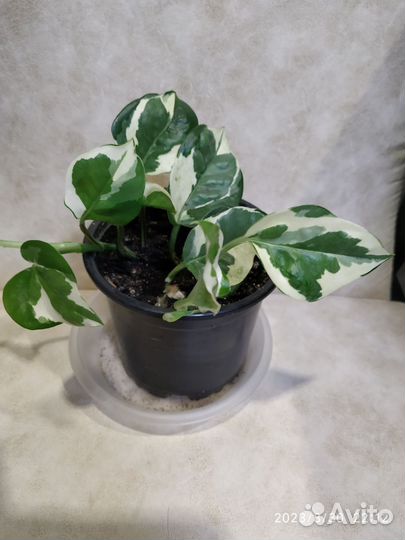 Эпипремнум neon и Н- джой