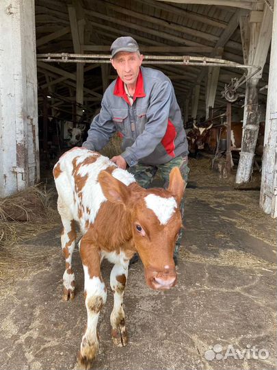 Бычки и телята мясного направления