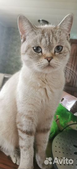 Кошка-молодая, котёнок