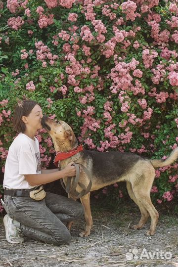 Русская гончая Лотера