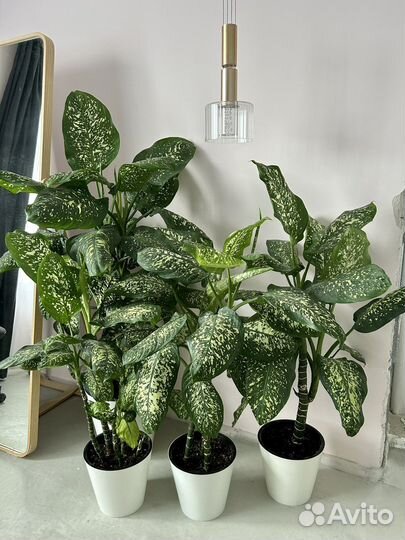 Диффенбахия крупнолистная