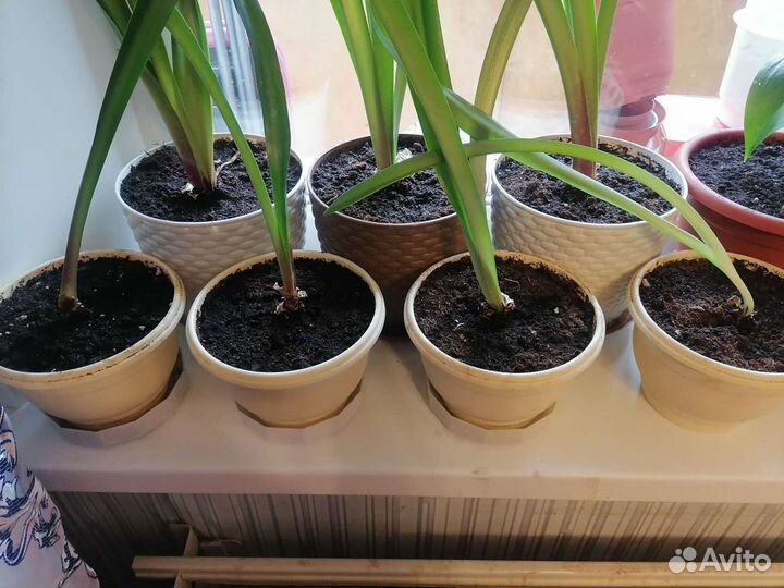 Гиппеаструм амариллис