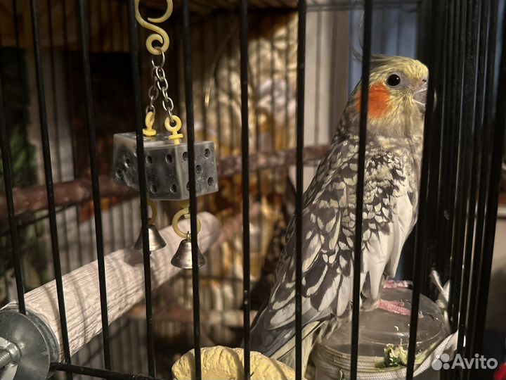 Попугай корелла с клеткой