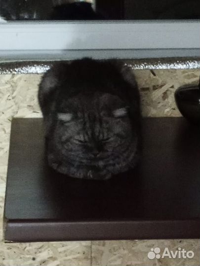 Шотландские вислоухие