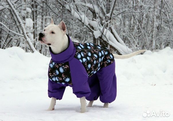 Пошив одежды для собак