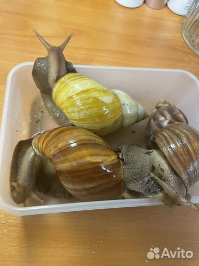 Улитки ахатины с аквариумом