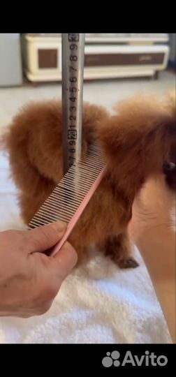 Тикап тедди пудель китай