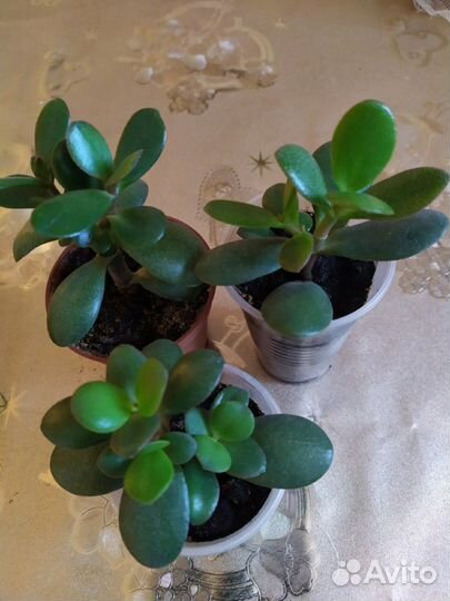 Толстянка или денежное дерево