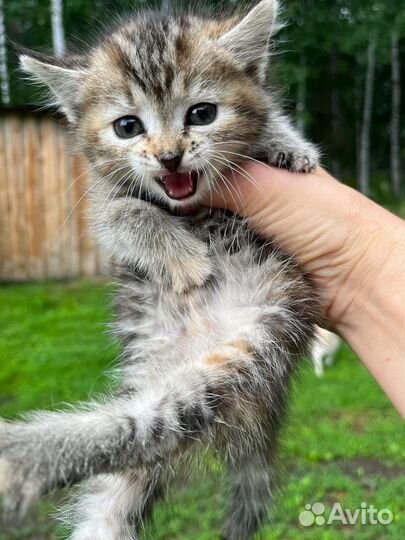 Кошечка трехцветная