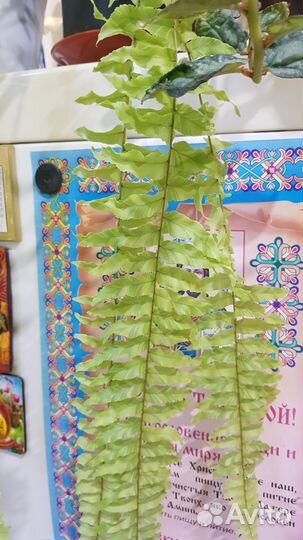 Олеандр, белого цвета. Вариегатный папоротник