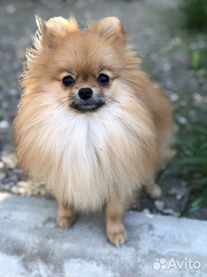 Ветеринарный врач онлайн консультация