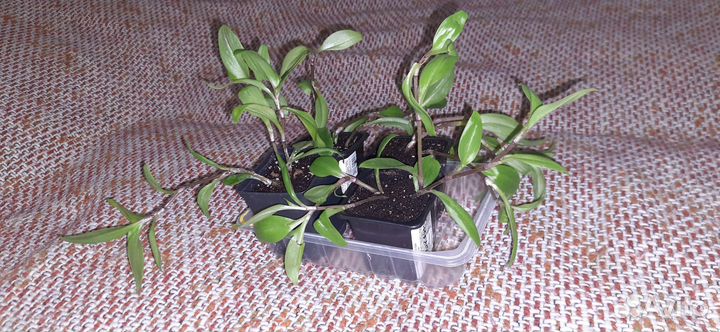 Традесканция