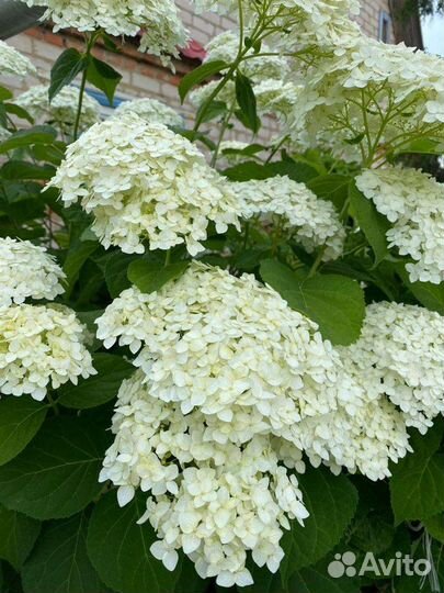 Гортензия саженцы