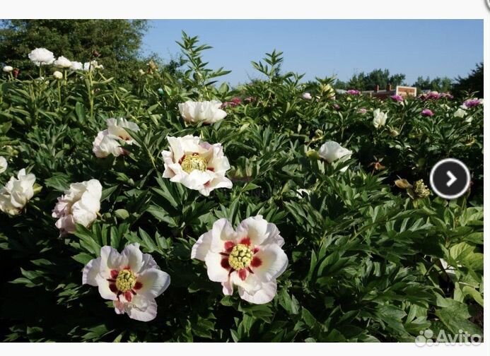 Продам пион