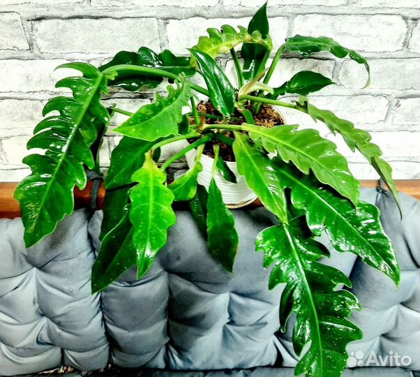 Филодендрон Narrow Escape