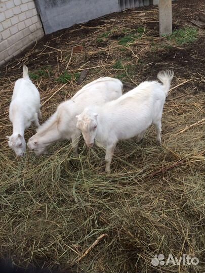 Козлики ламанча