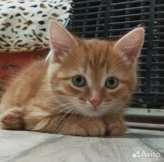 Котëнок (мальчик)