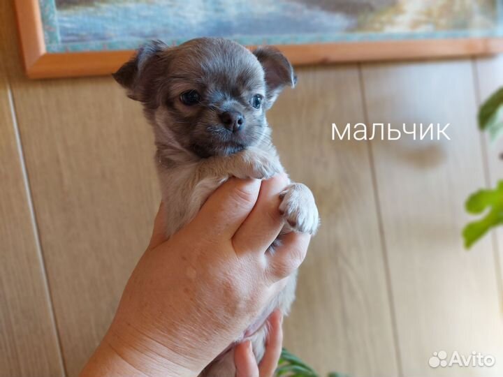 Щенки чихуахуа