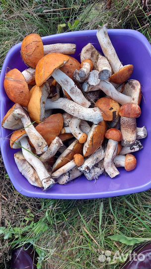 Гриб подосиновик