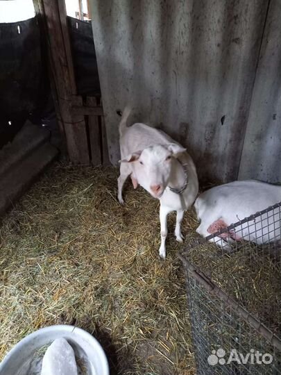 Продажа коз