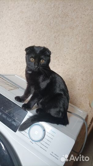 Отдам кошку в добрые руки