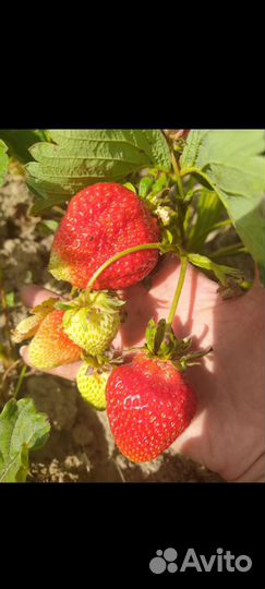 Рассада клубники