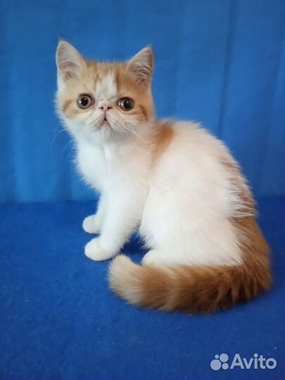 Экзотические короткошерстные котята