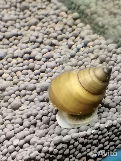 Улитки ампулярии