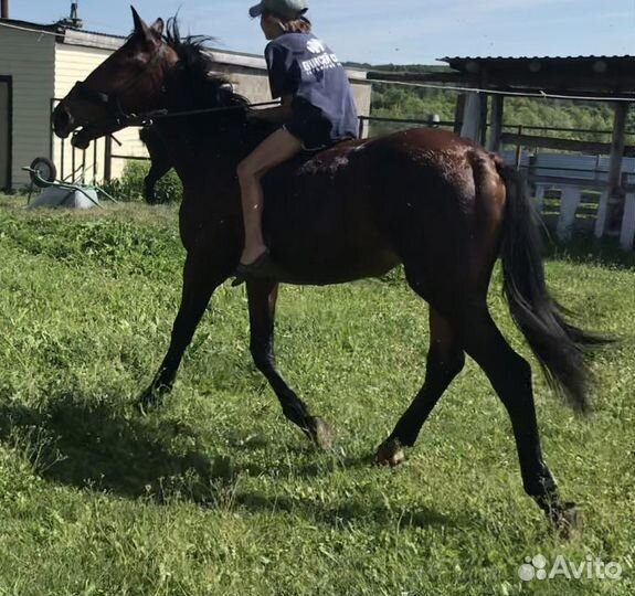 Лошадь кобыла