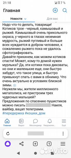 Котята 4 месяца