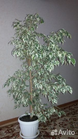 Фикус Бенджамина