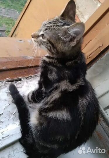 Котенок Мурмурашка