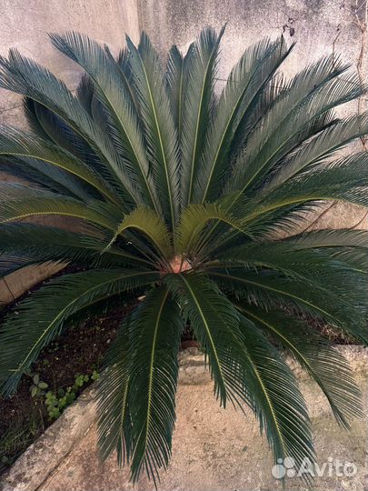 Пальма Цика(Саговник)