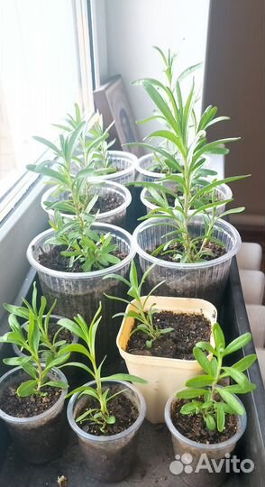 Лаванда английская, саженцы