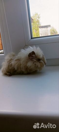 Морская свинка